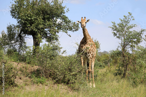 Canvas Print Giraffe / Giraffe / Giraffa camelopardalis