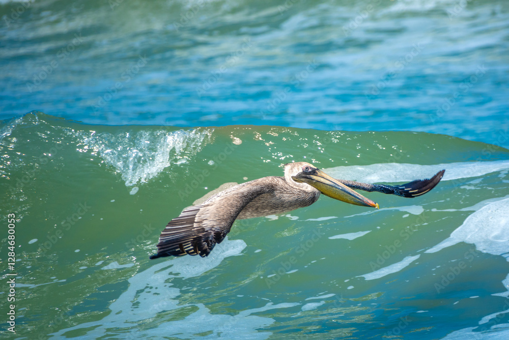 Fototapeta premium Flights of a brown Pelican (Pelecanus occidentalis) over the waters of the Atlantic Ocean, La Boquilla Beach, Cartagena, Colombia
