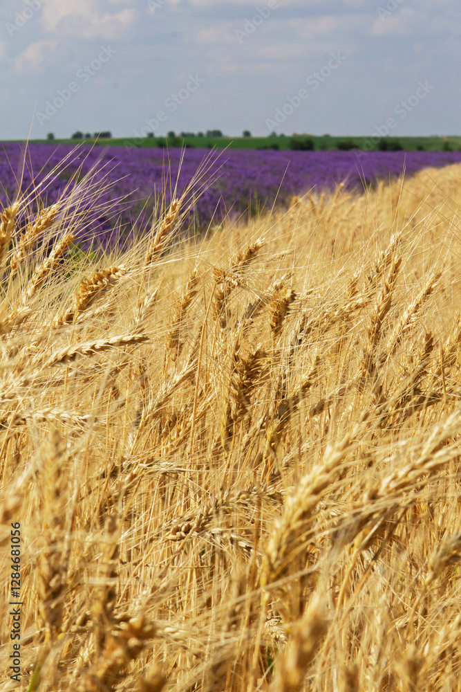 Beautiful landscape with field of ripe rye and blue summer sky.