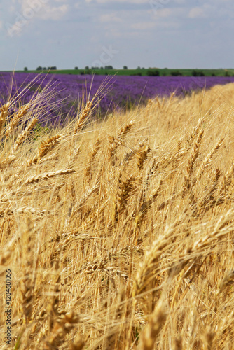 Obraz na płótnie Beautiful landscape with field of ripe rye and blue summer sky. w salonie