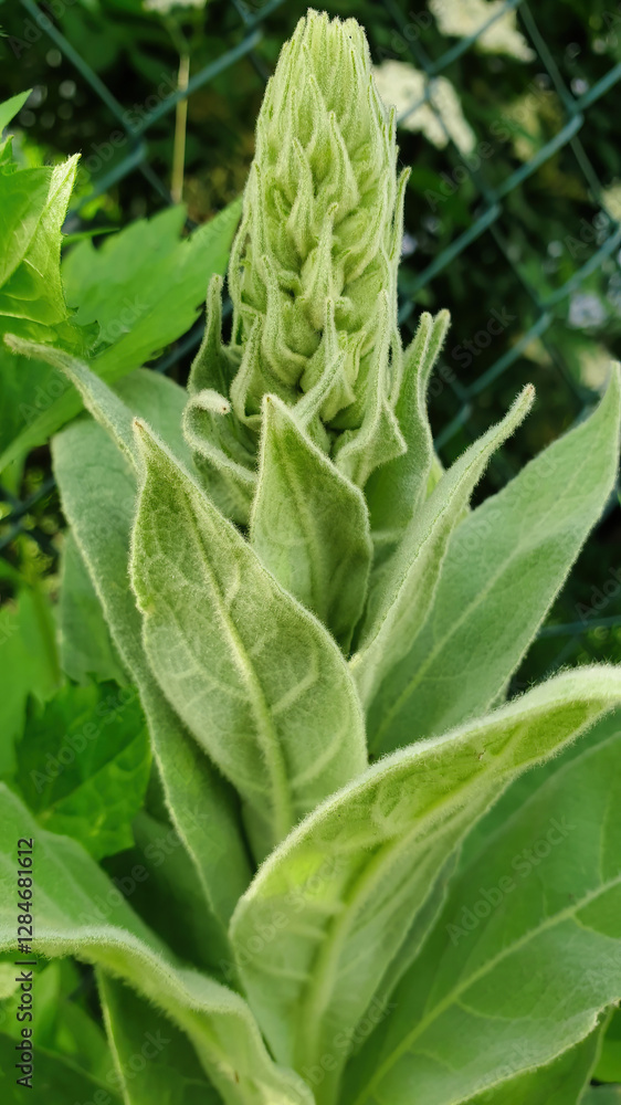Green budding Great mullein or Verbascum thapsus flower in a backyard garden in Potzbach, Germany on a summer day. Green budding Great mullein or Verbascum thapsus flower in a backyard garden in Potzbach, Germany on a summer day.