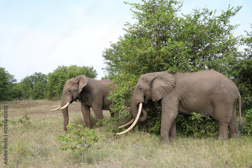 Fototapeta premium Afrikanischer Elefant / African elephant / Loxodonta africana
