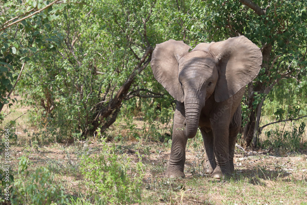 Fototapeta premium Afrikanischer Elefant / African elephant / Loxodonta africana
