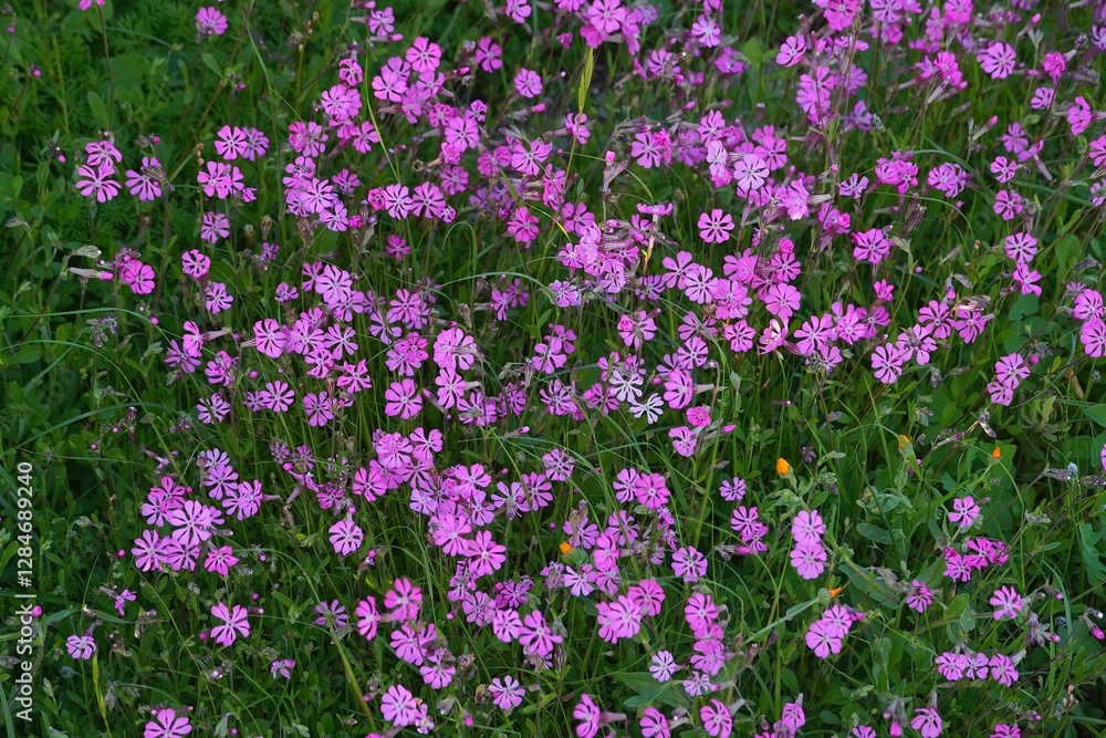 Naklejka premium Mediterranean catchfly, or Silene colorata pink flowers near the sea shore