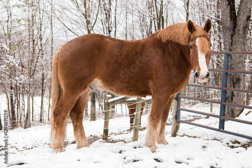 Принти на полотні One large brown clydesdale horse standing in the snow with fence and woods in the background