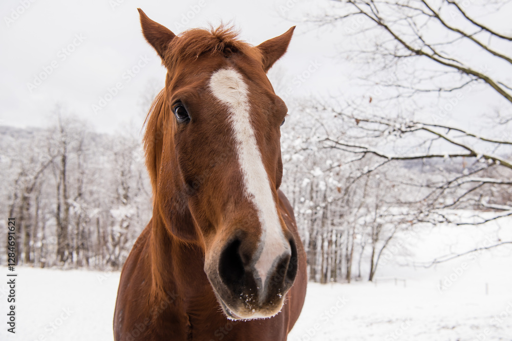 Obraz premium Close up of brown horse head with white blaze and ears back.