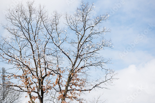 Wallpaper Mural Tree with snow on its branches and a blue sky. Torontodigital.ca