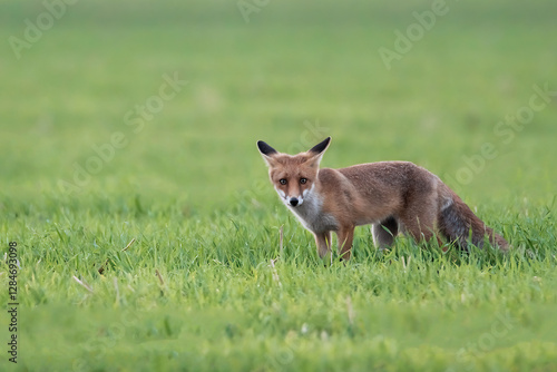 Obraz na płótnie Ein Rotfuchs auf Nahrungssuche auf einem Feld w salonie