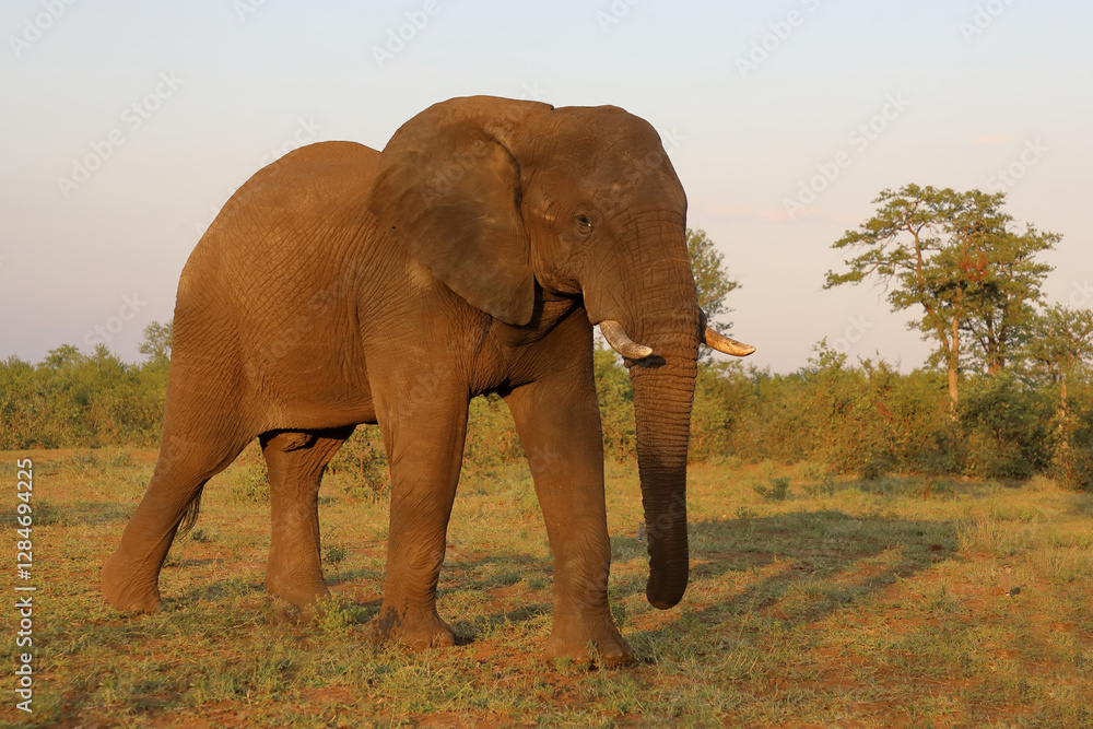 Obraz premium Afrikanischer Elefant / African elephant / Loxodonta africana