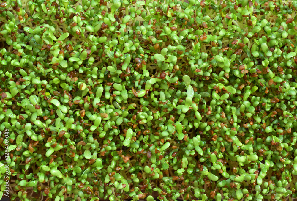 A high-resolution close-up photograph of fresh alfalfa microgreens (Medicago sativa) with delicate green leaves and tiny brown seed husks A high-resolution close-up photograph of fresh alfalfa microgreens (Medicago sativa) with delicate green leaves and tiny brown seed husks