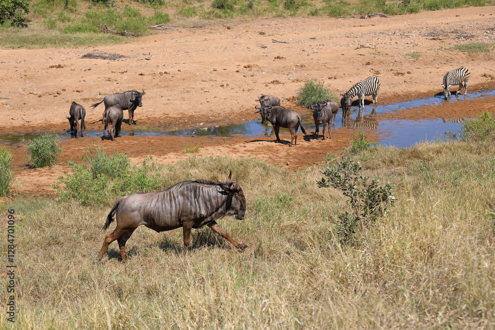 Streifengnu und Steppenzebra im Tsendze River/ Blue wildebeest and Burchell's zebra in Tsendze River / Connochaetes taurinus et Equus quagga burchellii