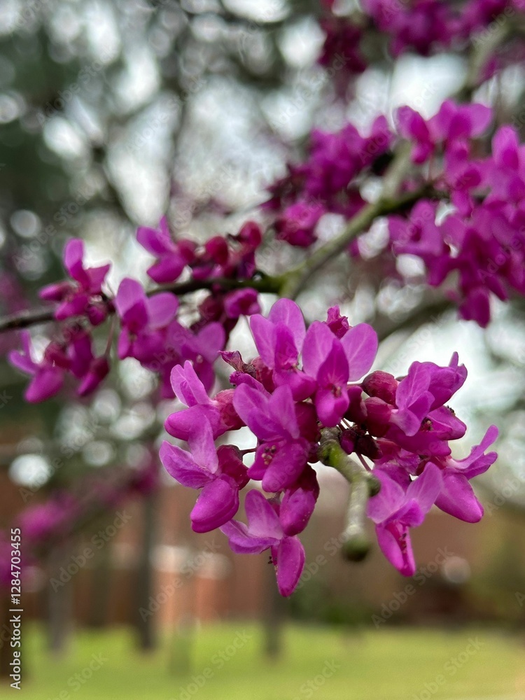 Fototapeta premium pink flowers in the garden