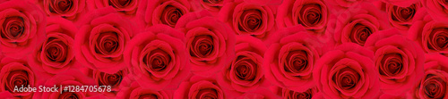  Panorama Pattern of Vivid Red Roses in Full Bloom.