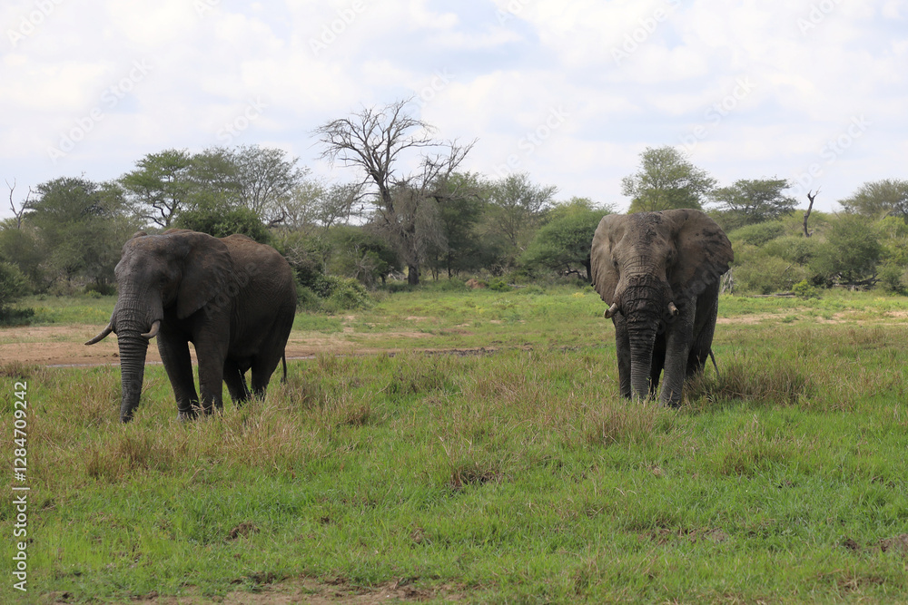 Fototapeta premium Afrikanischer Elefant im Schlamm / African elephant in the mud / Loxodonta africana