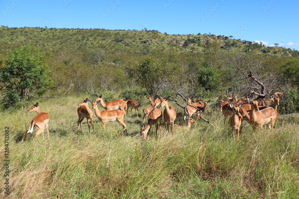 Schwarzfersenantilope / Impala / Aepyceros melampus Schwarzfersenantilope / Impala / Aepyceros melampus