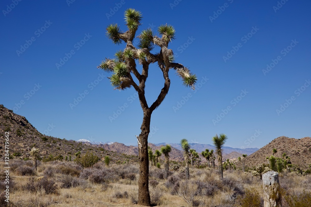 desert landscape with a tall Joshua tree desert landscape with a tall Joshua tree