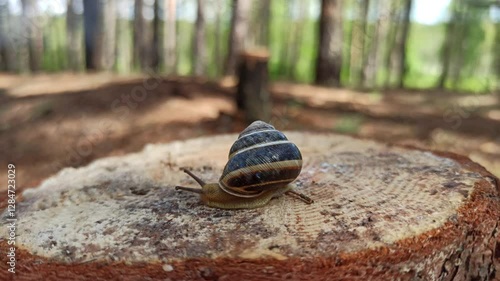 Slug creeping on the wooden stump. Helix lucorum living in the forest. terrestrial pulmonate gastropod mollusk. Large snail with spherical shell