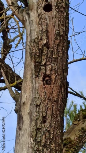 Sparrow flies out of tree hollow. Wild bird living in forest