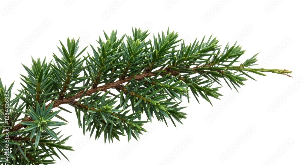 Juniper Branch with Green Needles Isolated on White Background for Design Juniper Branch with Green Needles Isolated on White Background for Design