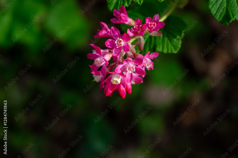 Rhododendron hirsutum flower growing in mountains, macro Rhododendron hirsutum flower growing in mountains, macro