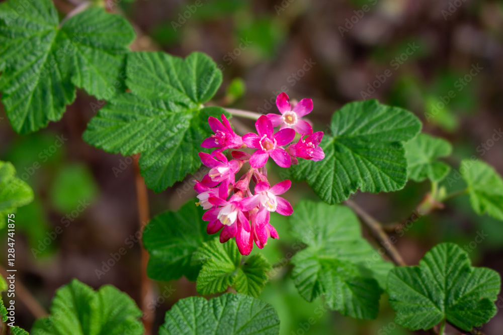 Rhododendron hirsutum flower growing in mountains, macro Rhododendron hirsutum flower growing in mountains, macro