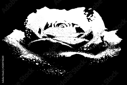 Stunning Black and White Rose with Dew Drops