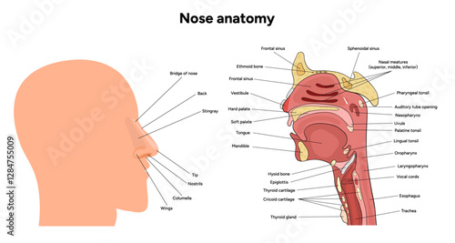 External Bone structure of the nose with internal nose anatomy. Medical diagram infographic Otolaryngology