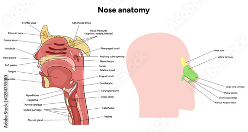 External Bone structure of the nose with internal nose anatomy. Medical diagram infographic Otolaryngology