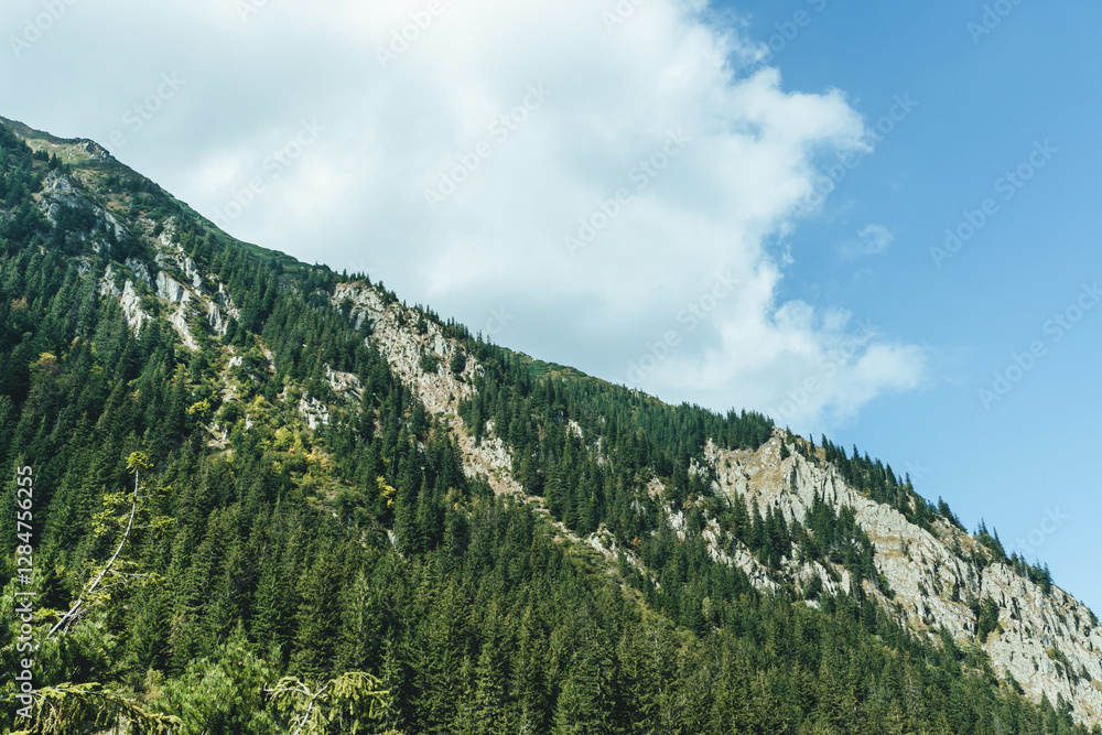 Fototapeta premium high peaks mountain landscape with clouds and pine trees on different lights and shades