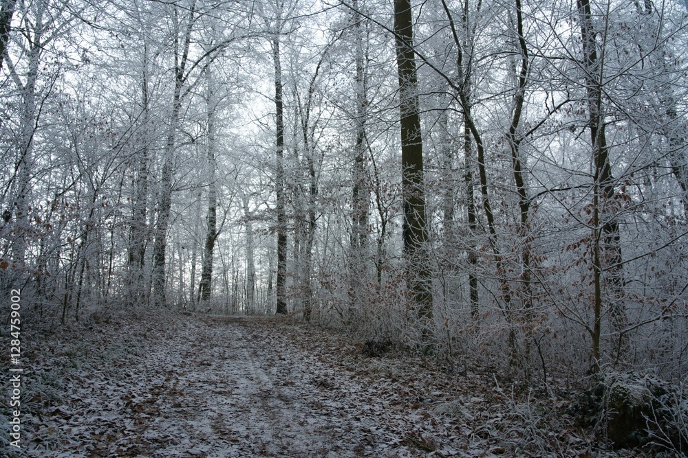 Vegetation under snow, frost and frost. Winter idyll in the nature of forests and fields. Farmland and forest in winter and early spring. Hibernation and climate change, landscape in Europe and German Vegetation under snow, frost and frost. Winter idyll in the nature of forests and fields. Farmland and forest in winter and early spring. Hibernation and climate change, landscape in Europe and German