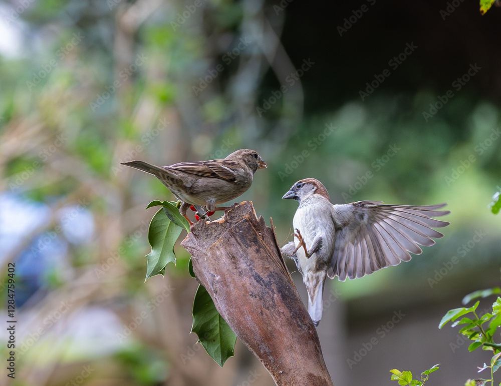 Sparrow fights leave spectacular acrobatics!