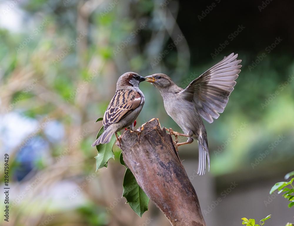 Sparrow fights leave spectacular acrobatics!