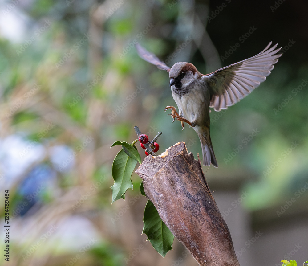 Sparrow fights leave spectacular acrobatics!
