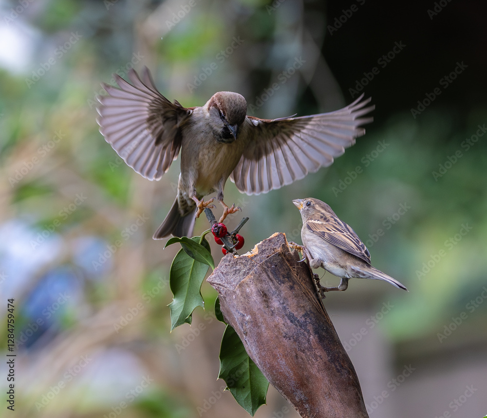 Sparrow fights leave spectacular acrobatics!