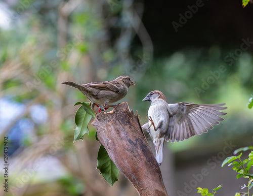 Obraz na płótnie Sparrow fights leave spectacular acrobatics! w salonie