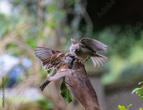 Obraz na płótnie Sparrow fights leave spectacular acrobatics! w salonie