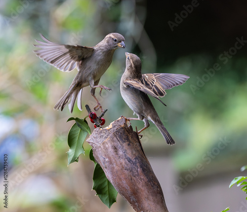 Sparrow fights leave spectacular acrobatics!