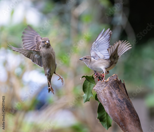 Obraz na płótnie Sparrow fights leave spectacular acrobatics! w salonie