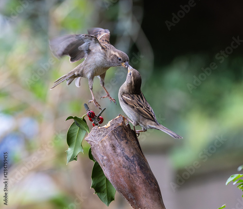 Sparrow fights leave spectacular acrobatics!
