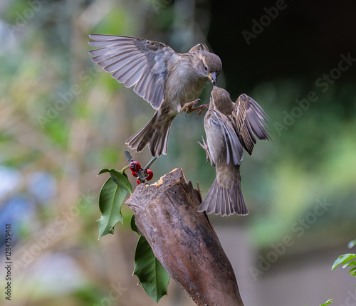 Obraz na płótnie Sparrow fights leave spectacular acrobatics! w salonie