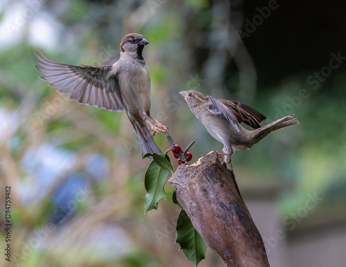Obraz na płótnie Sparrow fights leave spectacular acrobatics! w salonie