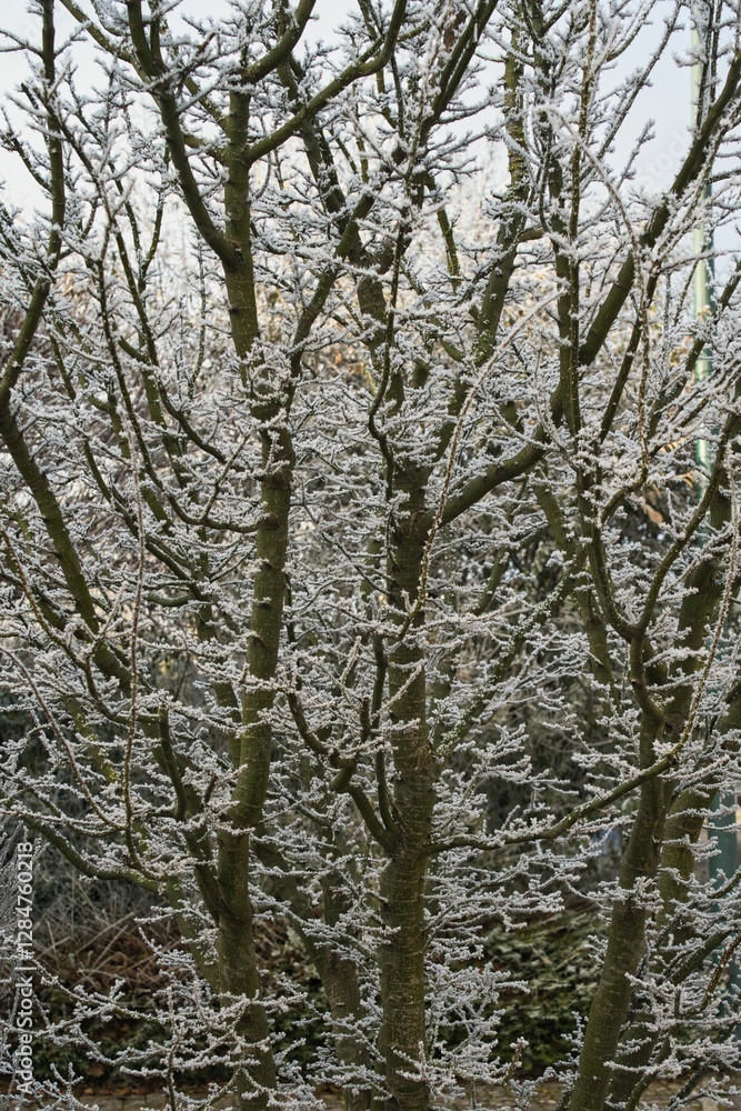 Vegetation under snow, frost and frost. Winter idyll in the nature of forests and fields. Farmland and forest in winter and early spring. Hibernation and climate change, landscape in Europe and German Vegetation under snow, frost and frost. Winter idyll in the nature of forests and fields. Farmland and forest in winter and early spring. Hibernation and climate change, landscape in Europe and German
