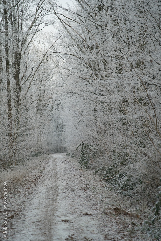 Vegetation under snow, frost and frost. Winter idyll in the nature of forests and fields. Farmland and forest in winter and early spring. Hibernation and climate change, landscape in Europe and German Vegetation under snow, frost and frost. Winter idyll in the nature of forests and fields. Farmland and forest in winter and early spring. Hibernation and climate change, landscape in Europe and German