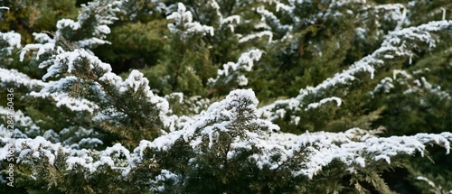 Vegetation under snow, frost and frost. Winter idyll in nature and fields. Farmland and forest in winter and early spring. Hibernation and climate change photo