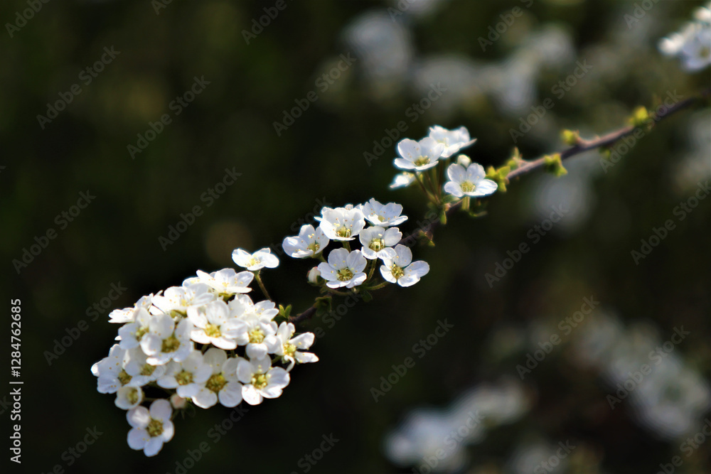 White little Alyssum flowers growing on a branch of a bush on a black background White little Alyssum flowers growing on a branch of a bush on a black background