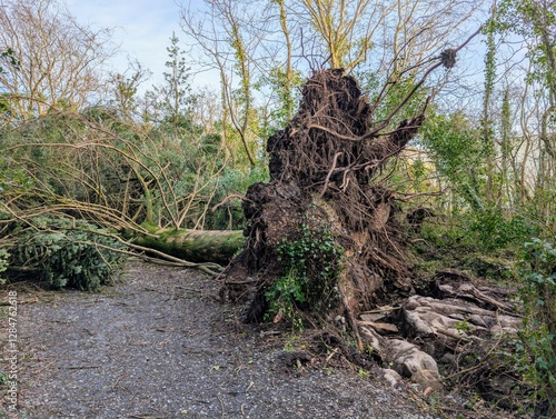 Fallen tree on the path after the storm Eowyn at Merlin woods, Galway, Ireland, destructive power of nature
