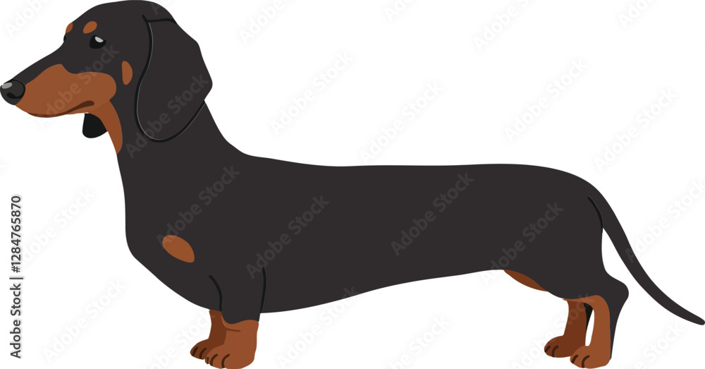 Playful dachshund standing confidently with a sleek black and brown coat in a minimalistic design style showcasing vibrant vector illustration