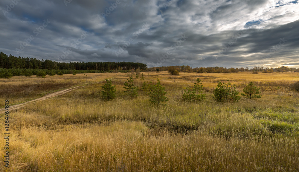 A field of tall grass with a few trees in the background