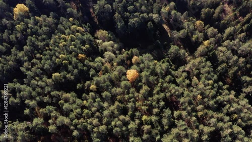 Aerial View of Dense Forest Canopy