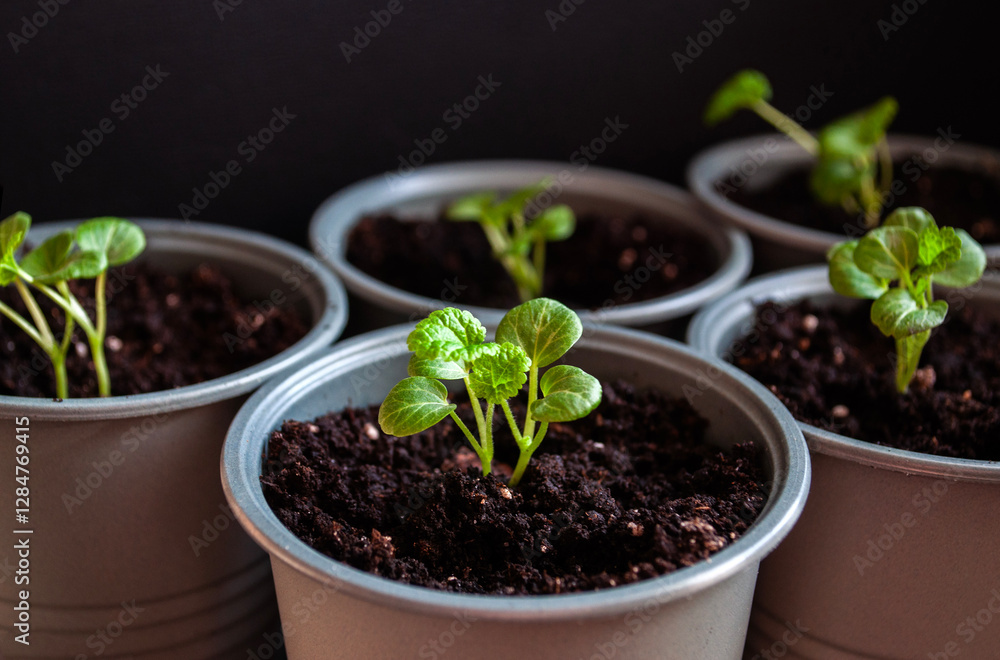 Green sprouts growing from seeds. Tiny sprouts growing in pots in the garden. Green sprouts growing from seeds. Tiny sprouts growing in pots in the garden.